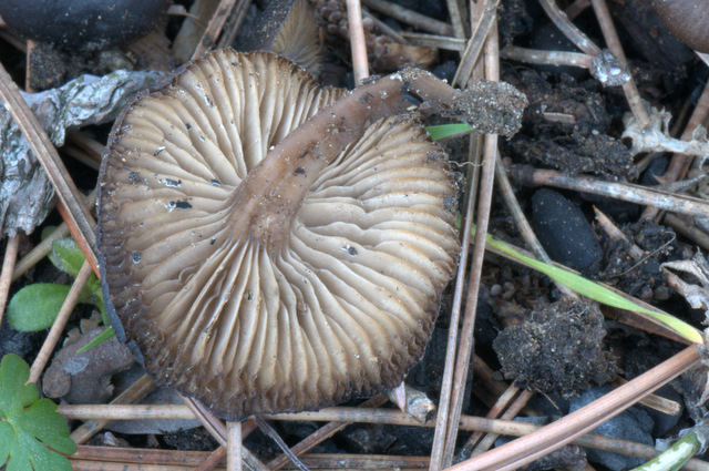 Tephrocybe anthracophila